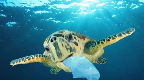 lapixo animal|Poluição por plástico mata 1 em cada 10 animais .